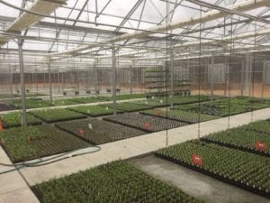 Interior Jāderloon Appalachian style greenhouse at the Growers Exchance