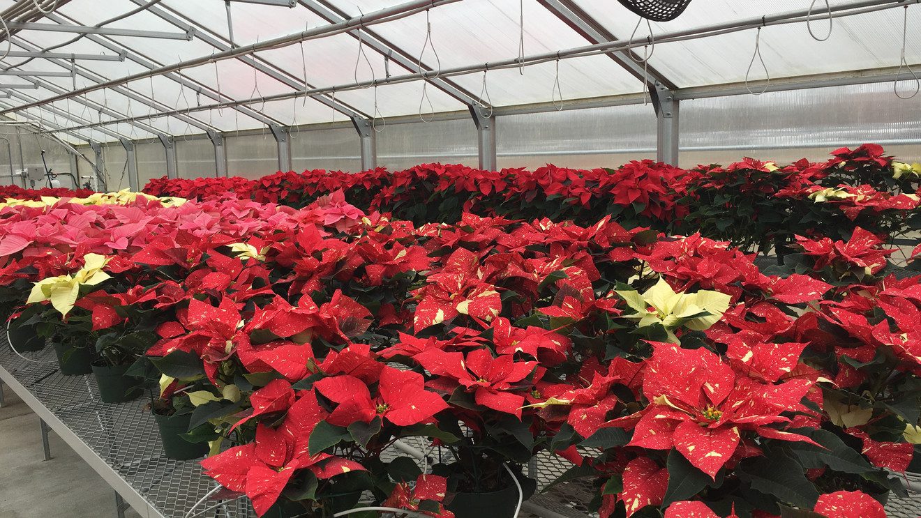 Poinsettias in Instructor Greenhouse